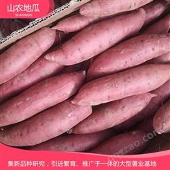 山东菏泽菏泽红丹地瓜种植 商薯19地瓜苗批发 西瓜红价格