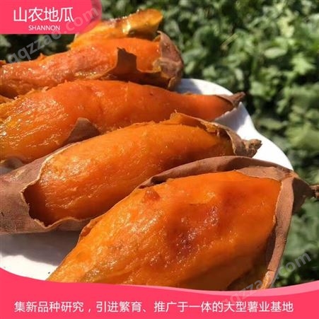 山东聊城菏泽红丹地瓜种植 供应济薯26号地瓜苗 西瓜红价格