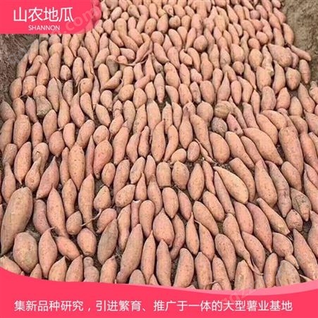 湖南株洲菏泽红丹地瓜种植 供应济薯26号地瓜苗 西瓜红价格