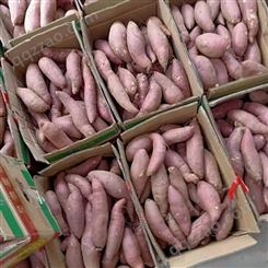 山东红薯地瓜销售厂家 新鲜香甜红薯地瓜 山农地瓜