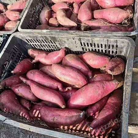山东红薯地瓜销售厂家 新鲜香甜红薯地瓜 山农地瓜