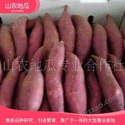 湖南株洲 优良红薯苗 红薯种苗价格 高品质地瓜苗批发