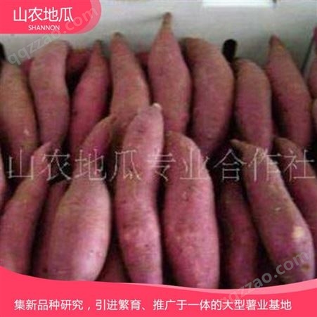 湖南株洲 优良红薯苗 红薯种苗价格 高品质地瓜苗批发