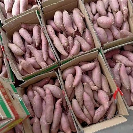 优良红薯苗澳州紫白地瓜 各种地瓜苗厂家直接销售
