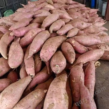 优良红薯苗澳州紫白地瓜 各种地瓜苗厂家直接销售