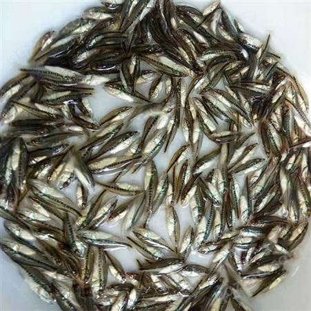 淡水加州鲈鱼苗 反季节卢鱼苗 3-4厘米优鲈1号鱼苗